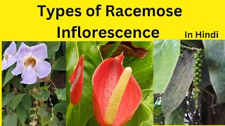 Types of Racemose Inflorescence Racemose Inflorescence characteristics and types [upl. by Elocn]