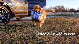 Golden Retriever Reacts to Dad Coming Home vs Mom [upl. by Ahsykal]