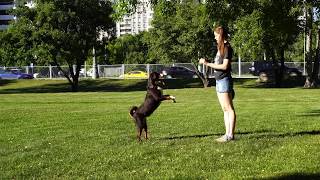 Appenzeller Sennenhund  free training tricks Тренировка аппенцеллера [upl. by Jessy]