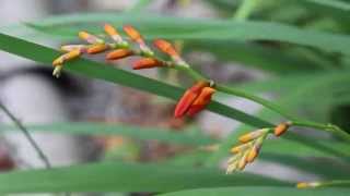 Крокосмия  Монтбреция  Crocosmia  Montbretia [upl. by Yursa]