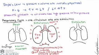 Pulmonary and Alveolar Ventilation [upl. by Curr]