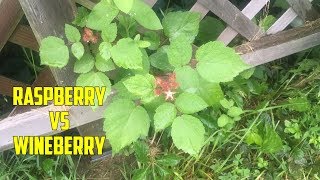 How to Decide Between Planting Raspberries or Wineberries [upl. by Nnitsuj]