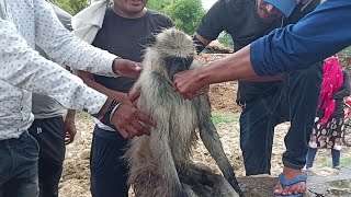 black face monkey injured by two other langurs  why the langurs attack others [upl. by Kciredes]