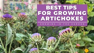 HOW to PLANT and GROW ARTICHOKES plus TIPS for growing artichokes in HOT CLIMATES [upl. by Vittoria]