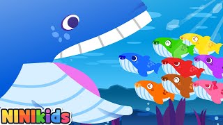 A Baby Whale Is Born  meeting moms whale  Baby  Learn Colors for Kids  Toddlers  NINIkids [upl. by Millie]