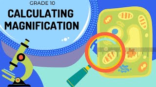 Magnification  How to calculate magnification and actual size [upl. by Harbert]