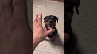 Let’s see how dogs react to the CLAW at dog daycare pt4 dogdaycare dog dogshorts doglover [upl. by Yecies181]