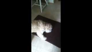 Wheaten Terrier Keeps Falling Down [upl. by Ihsir]