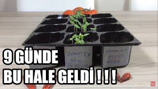 DOMATES ÇİMLENDİRME EN HIZLI METOD ve SONRASI EKİM Serpiştirme tomato [upl. by Esyak354]