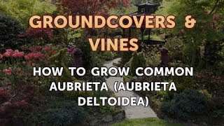 How to Grow Common Aubrieta Aubrieta Deltoidea [upl. by Uis]