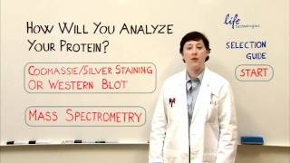 Protein Analysis  Gel Staining Western or Mass Spec [upl. by Cicily]