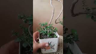 argao taiwan bonsai material youtubeshorts shortvideo funny [upl. by Graves961]