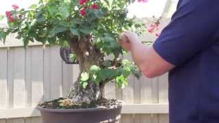 How to Bonsai  Bougainvillea Restyling the Tree [upl. by Pavlov]