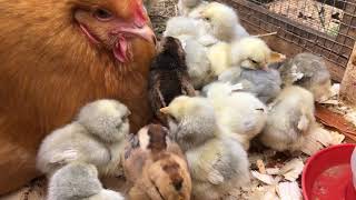 Mama Hen with SO MANY Baby Chicks Happy Mothers Day at BucABuc Farm [upl. by Doroteya]