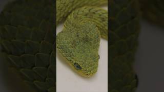 Green or Red BUSH VIPERS snakes animals venomoussnake [upl. by Gibrian]