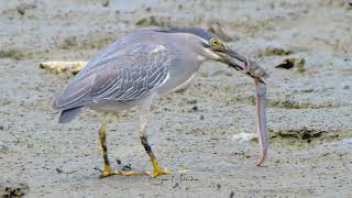 Striated Heron  Eating Mudskipper [upl. by Eliga850]