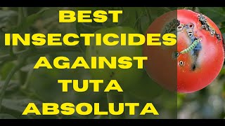 Best insecticides against Tuta AbsolutaThe only solution that works [upl. by Purity]