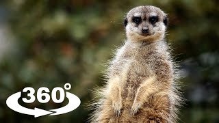 SURYKATKA MEERKAT  ZOO CHORZÓW 360° VR [upl. by Anitan879]