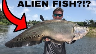 INSANE Freshwater Fishing on Lake Ida  FT South Florida Bass Charters [upl. by Godding]