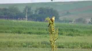 Presura de gradina cantand Ortolan Bunting singing [upl. by Edniya]