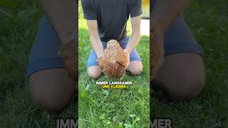 Huhn zum Schlafen bringen😴🐓 huhn schlafen landwirtschaft hühnerhack tippsundtricks [upl. by Dnaleel404]