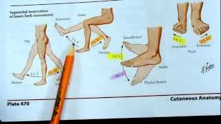 Segmental innervation of lower limb movements [upl. by Biddle714]