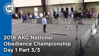 National Obedience Championship 2016 Day 1 Part 33 [upl. by Zaob]