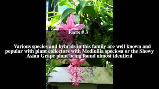 Medinilla magnifica Top  5 Facts [upl. by Munro678]