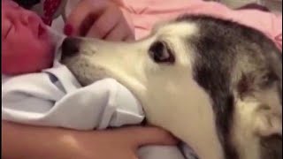 Husky’s Love For Newborn Will Melt Your Heart  Animalkind [upl. by Lirbaj]