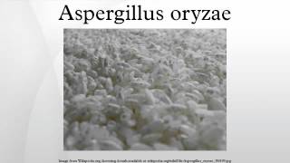 Aspergillus oryzae [upl. by Lebazej]