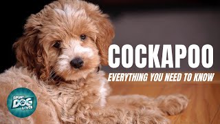 Cockapoo Dog Breed Guide  Dogs 101  Cockapoo [upl. by Lennad755]