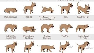 Cutting Edge Science Metaanalysis seeks to Explain why Dogs Wag their Tails [upl. by Eniamahs]