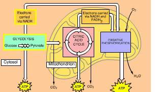 Cellular Respiration Overview Animation with Glycolysis Krebs and ETC [upl. by Eadmund529]