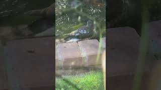 Sharpshinned Hawk Bathing [upl. by Namajneb]