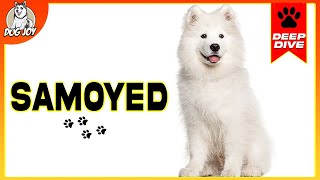 Samoyeds 101 Everything You Need To Know [upl. by Hyps785]