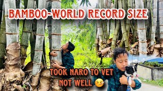 World record size BAMBOO found  My NARO is not well 🤧 took her to VET [upl. by Leffert115]