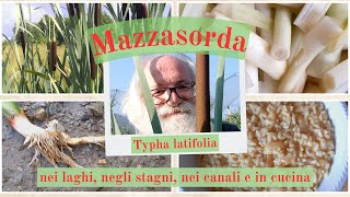 Mazzasorda Typha latifolia in natura e in cucina [upl. by Ranit]