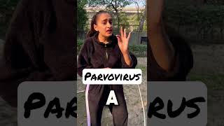 Process of Parvo In Dogs Parvovirus procedure explained shorts rottweiler namitaology [upl. by Hausner]