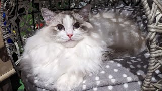 Ragdoll and Siberian Cats relaxing with a slight disagreement Evie Bella and Daisy [upl. by Werdma351]