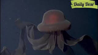 An extraordinary deepsea sighting The giant phantom jelly fish [upl. by Attah27]