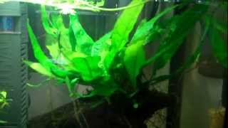 Propagating Aquarium plants [upl. by Eelyah]