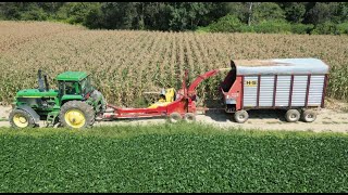 Chopping amp Feeding Sweet Corn Silage [upl. by Lanita]