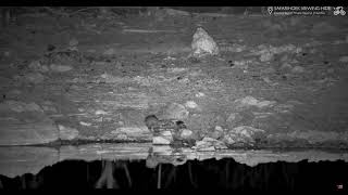 Safarihoek Wildlife Cam Namibia🦉 20241105 [upl. by Asenad519]