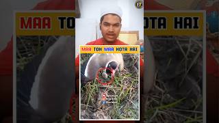 Maa Toh Maa Hota Hai 😱❤️🥀 Maa Bird huminity explore shortsfeed shorts Viral trending [upl. by Blunk]