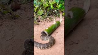 Amazing Snake Trap Make Using Bamboo shortvideo wildlife snake animals shortvideo [upl. by Aisatnaf]