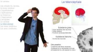 Comment fonctionne notre cerveau [upl. by Ardine257]