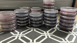 Agar technique for mycology class 1 [upl. by Suoicerp]