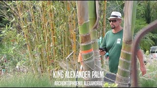 King Alexander Palms in Jacksonville [upl. by Anselmo79]