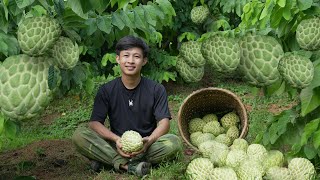 2 year living in forest Harvest large custard apple fruits to market sell Growing more fruit trees [upl. by Hervey]