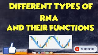 Different types of RNA and their Function [upl. by Cerveny]